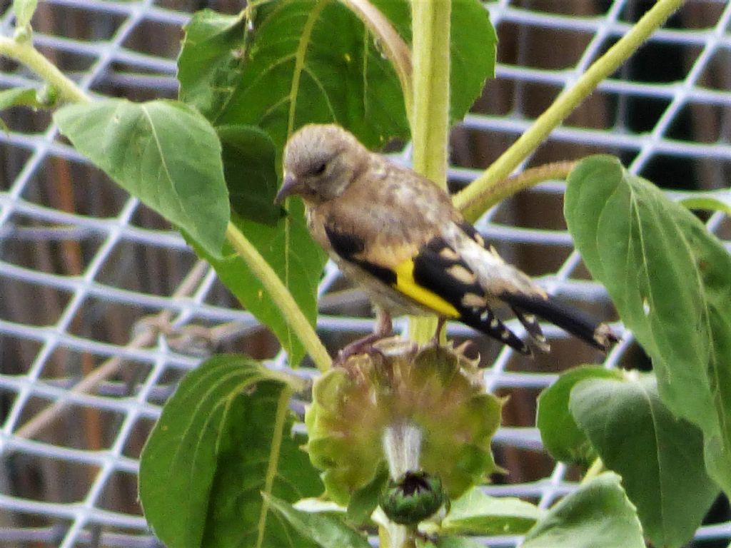 Cardellini (Carduelis carduelis) su girasoli